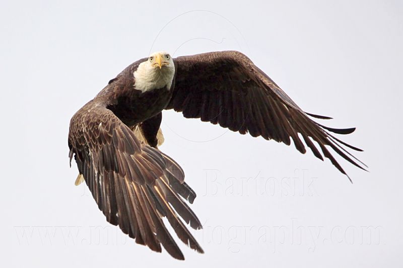 _MG_2184 Bald Eagle.jpg