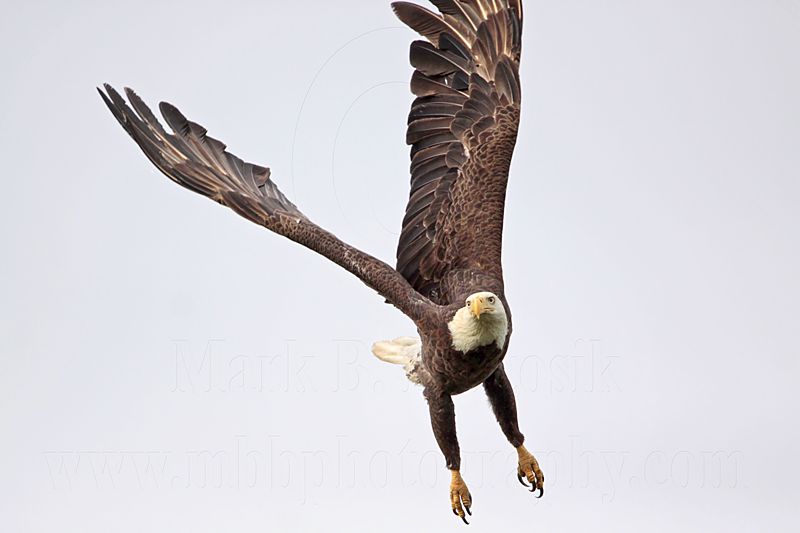 _MG_2185 Bald Eagle.jpg