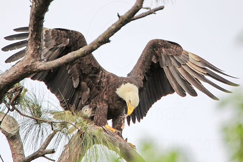 _MG_2533 Bald Eagle.jpg