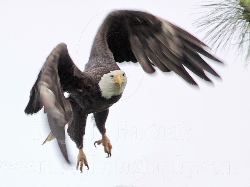 _MG_3953 Bald Eagle.jpg