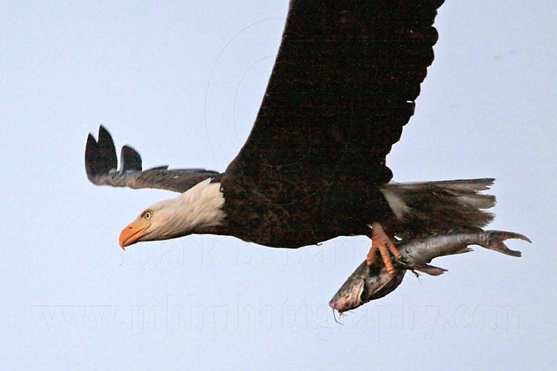 _MG_4792 Bald Eagle.jpg