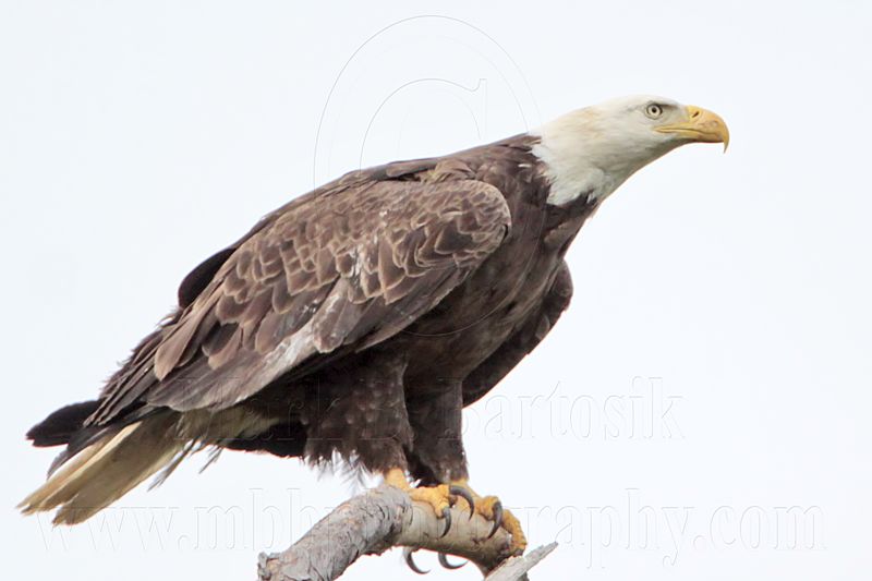 _MG_5152 Bald Eagle.jpg