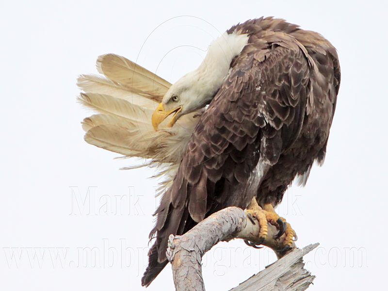 _MG_5441 Bald Eagle.jpg