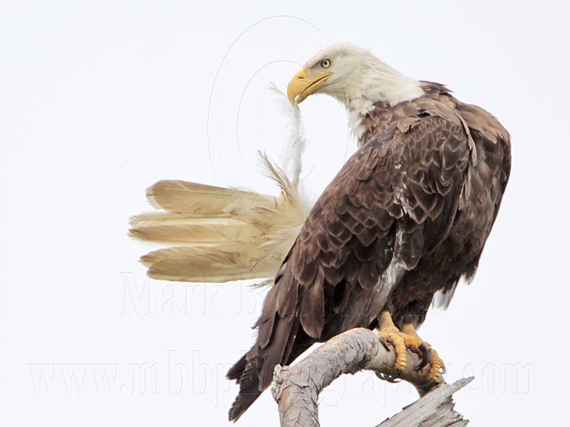 _MG_5448 Bald Eagle.jpg