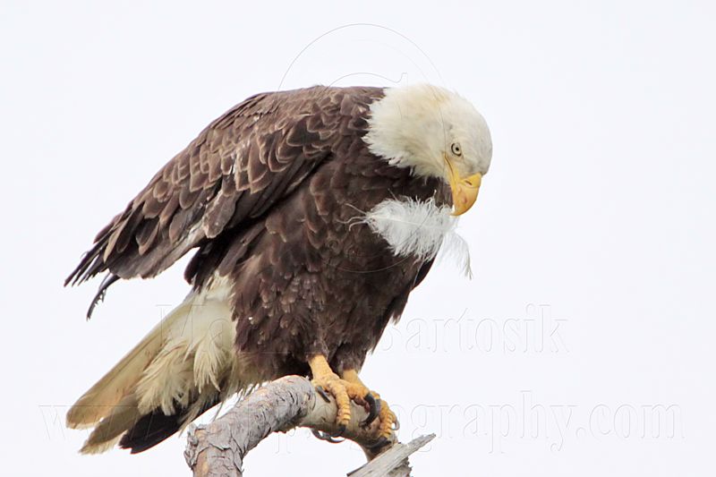 _MG_5463 Bald Eagle.jpg