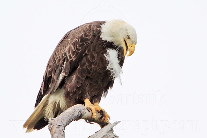 _MG_5464 Bald Eagle.jpg