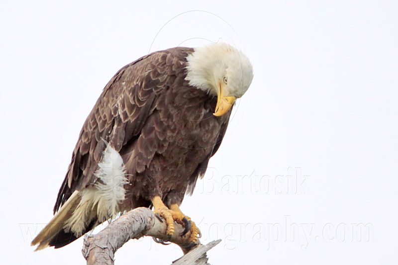 _MG_5465 Bald Eagle.jpg