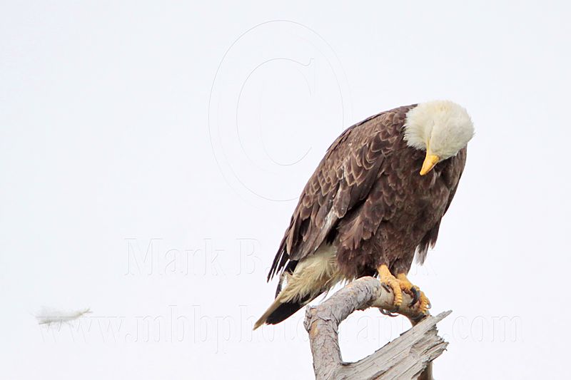 _MG_5467 Bald Eagle.jpg