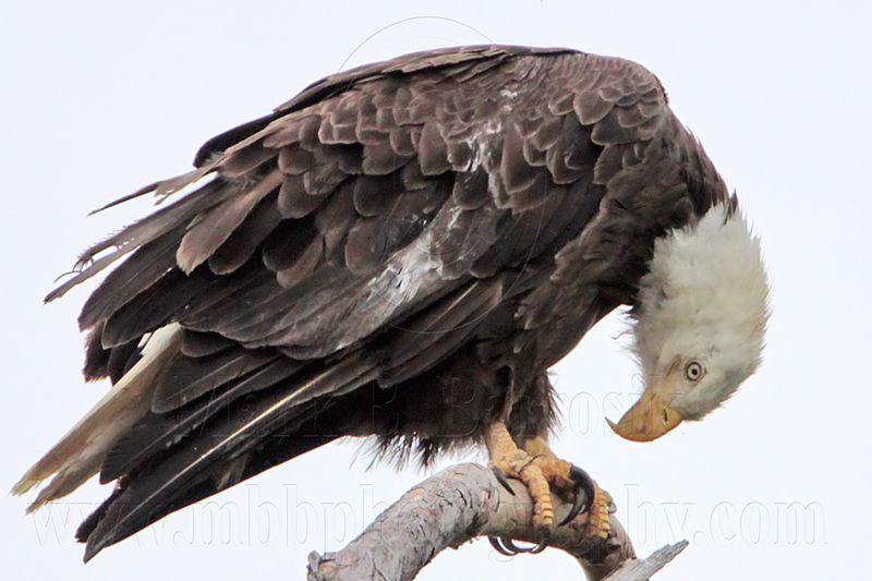 _MG_6306 Bald Eagle.jpg