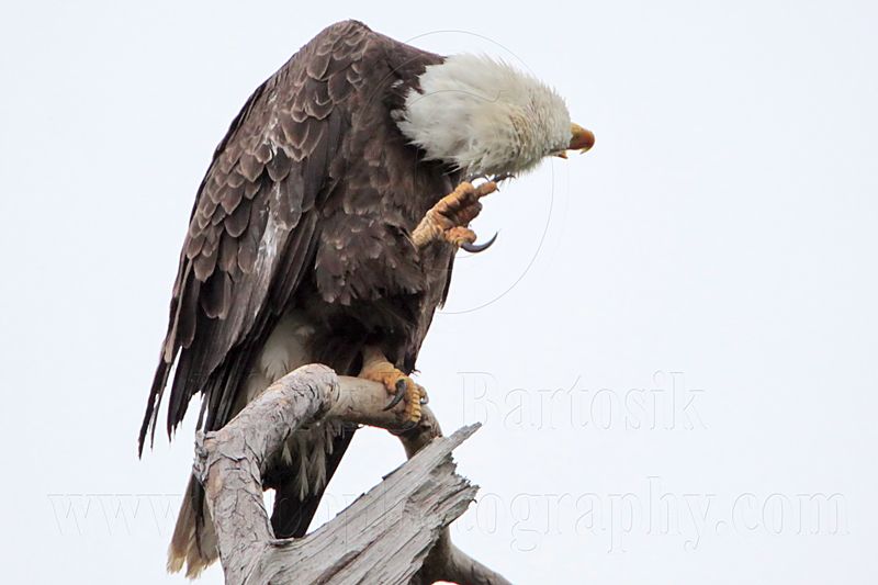 _MG_6322 Bald Eagle.jpg