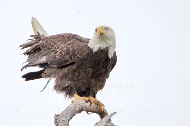 _MG_6437 Bald Eagle.jpg