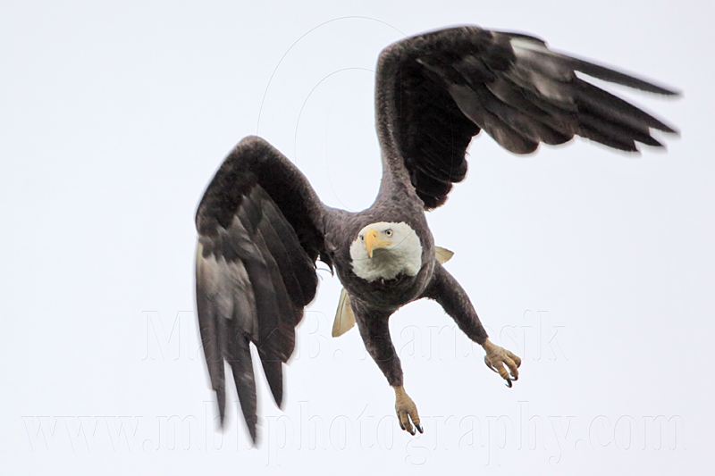 _MG_6455 Bald Eagle.jpg