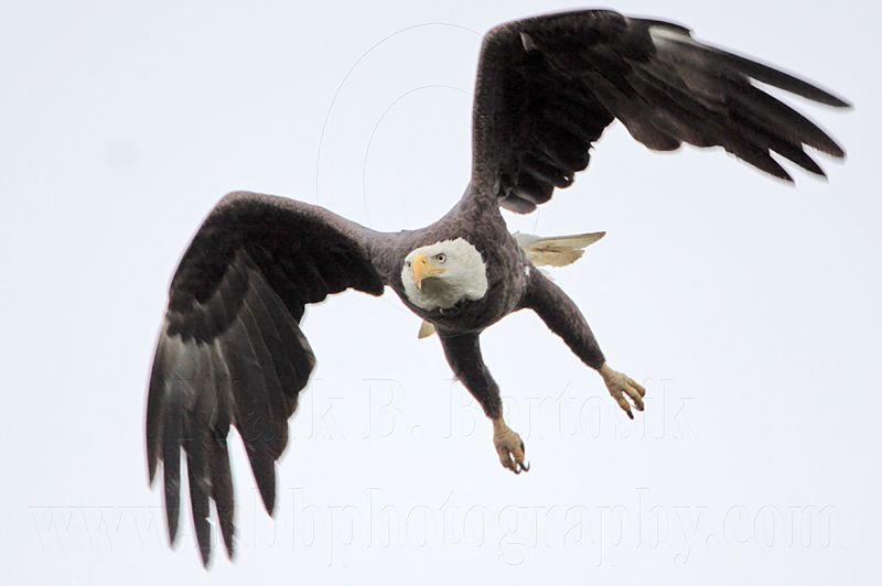 _MG_6457 Bald Eagle.jpg