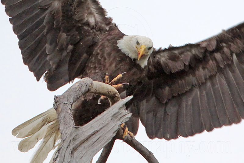 _MG_6822crop Bald Eagle.jpg