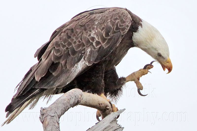 _MG_6852 Bald Eagle.jpg