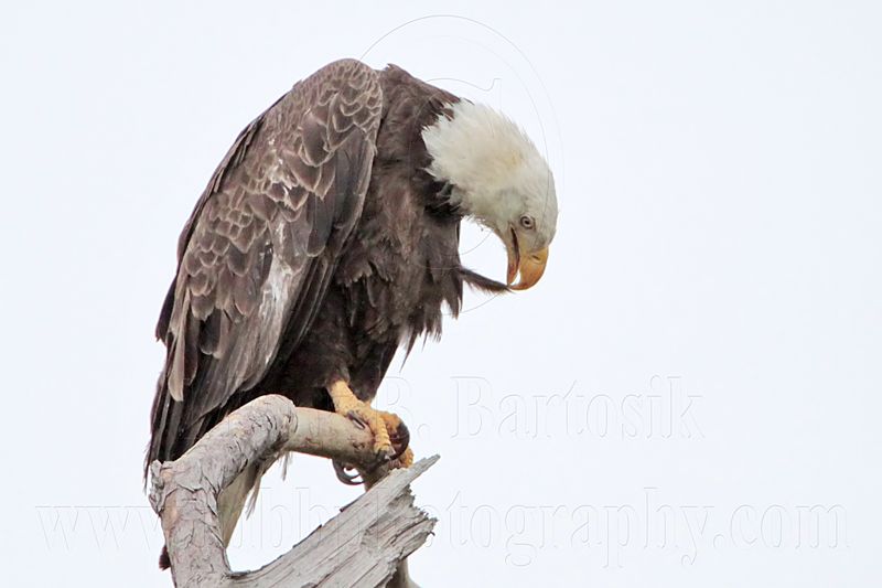 _MG_7104 Bald Eagle.jpg