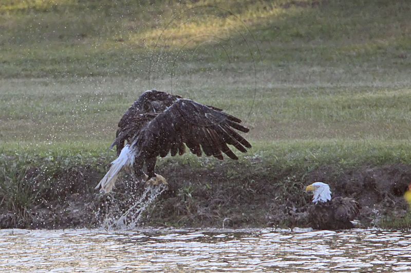 _MG_0790 Bald Eagle.jpg