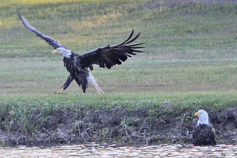 _MG_0966 Bald Eagle.jpg