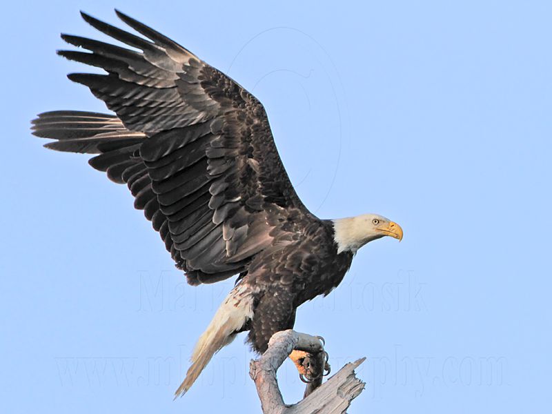 _MG_0740 Bald Eagle.jpg