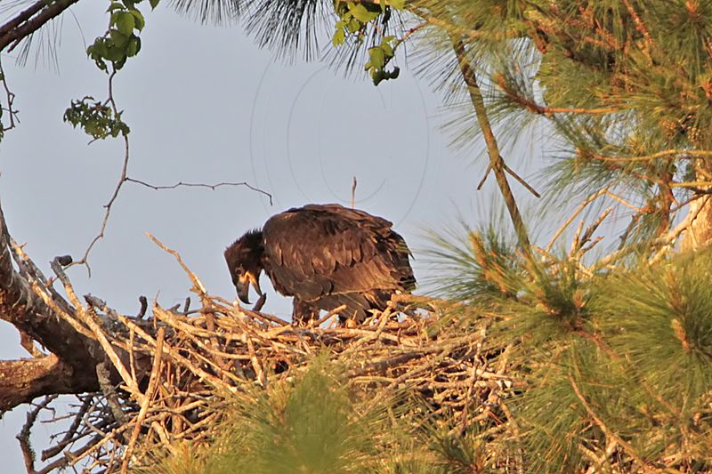 _MG_1624 Bald Eagle.jpg