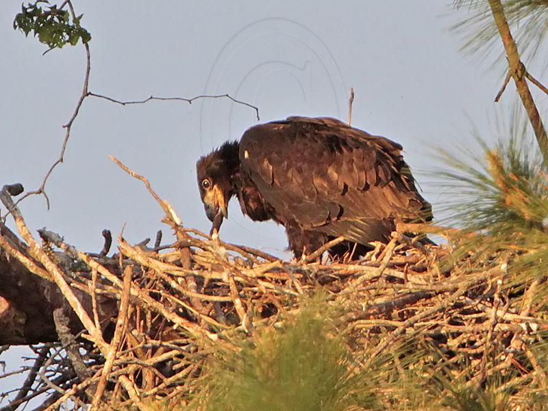 _MG_1636 Bald Eagle.jpg