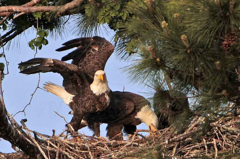 _MG_0670 Bald Eagle.jpg