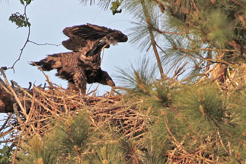 _MG_1382 Bald Eagle.jpg