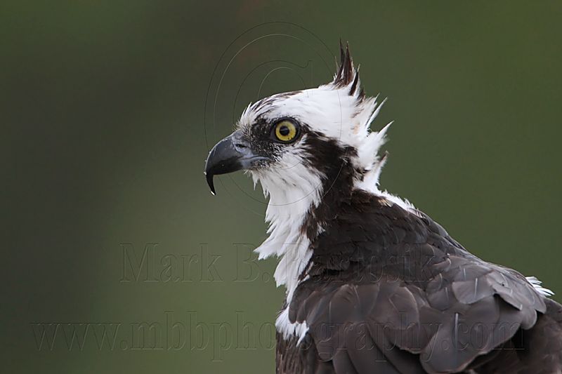 _MG_5710 Osprey.jpg