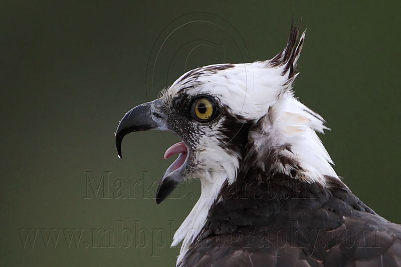 _MG_5732 Osprey.jpg