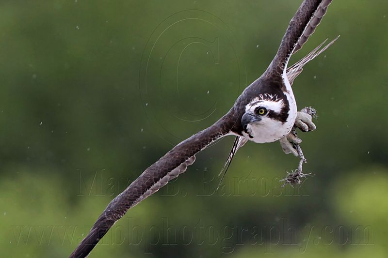 _MG_0209 Osprey.jpg