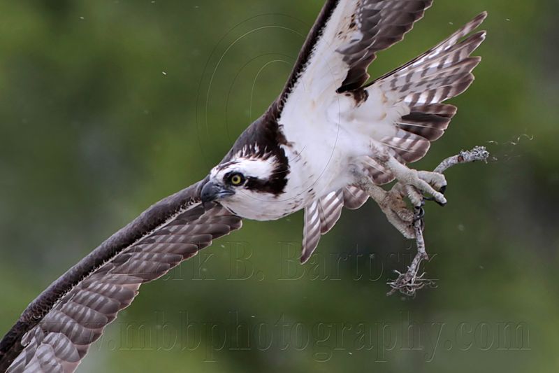 _MG_0213 Osprey.jpg