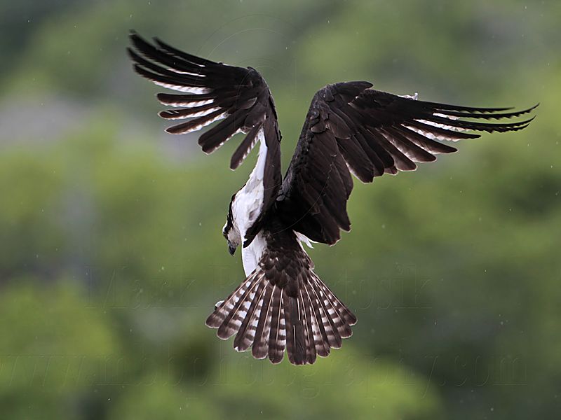 _MG_0237 Osprey.jpg