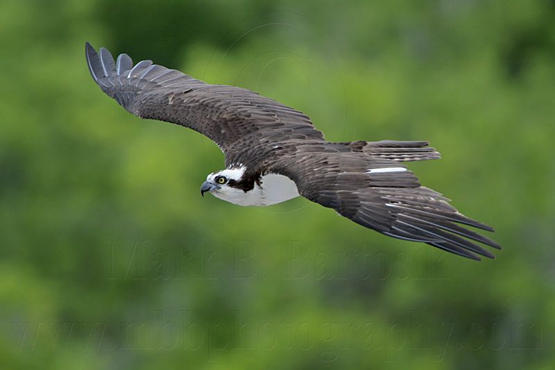 _MG_0696 Osprey.jpg