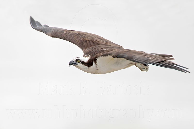 _MG_0706 Osprey.jpg