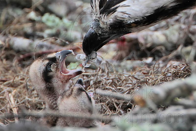 _MG_0985crop Osprey.jpg