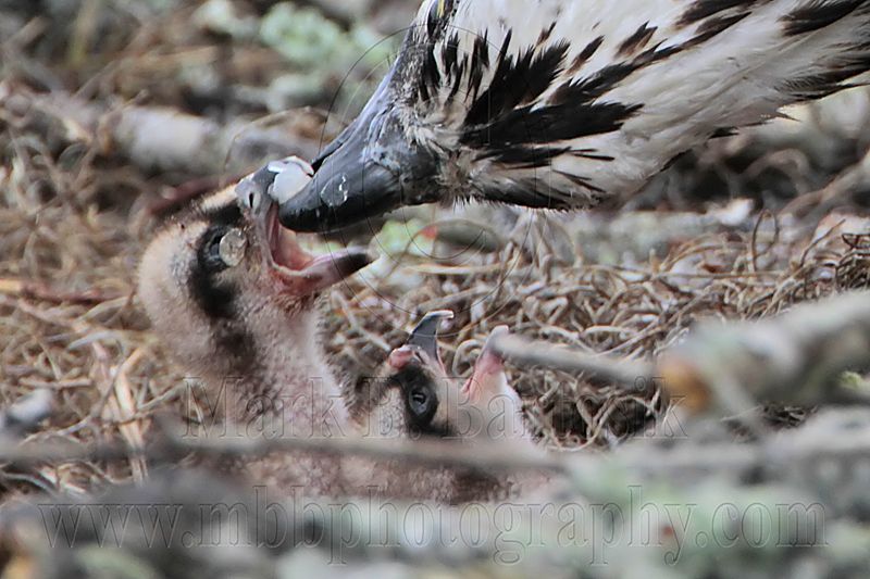 _MG_1140crop Osprey.jpg