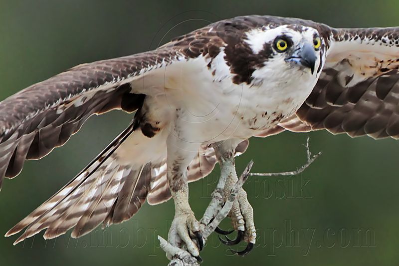 _MG_1973 Osprey.jpg