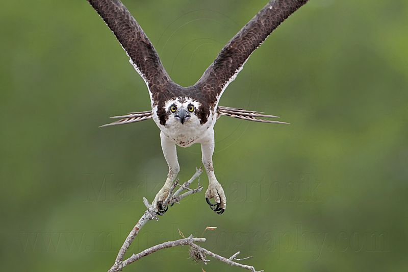 _MG_2014 Osprey.jpg