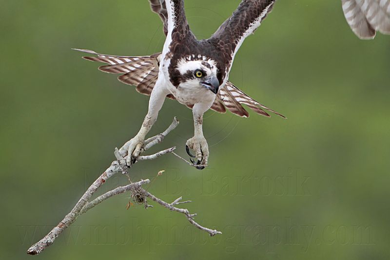 _MG_2015 Osprey.jpg