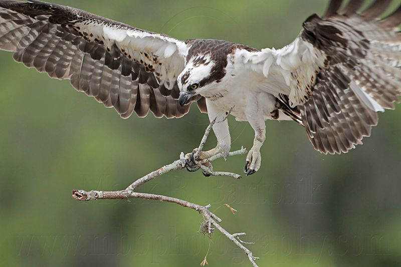 _MG_2053 Osprey.jpg