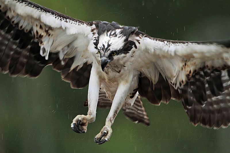 _MG_4151 Osprey.jpg