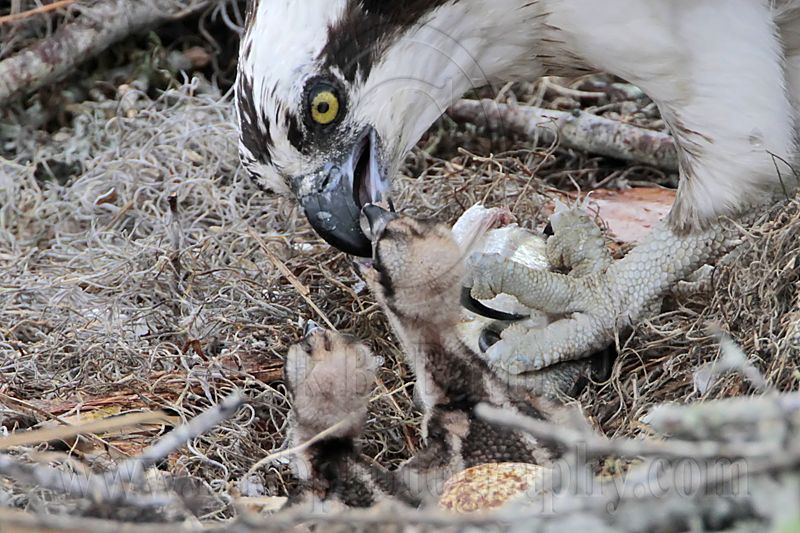 _MG_4276 Osprey.jpg