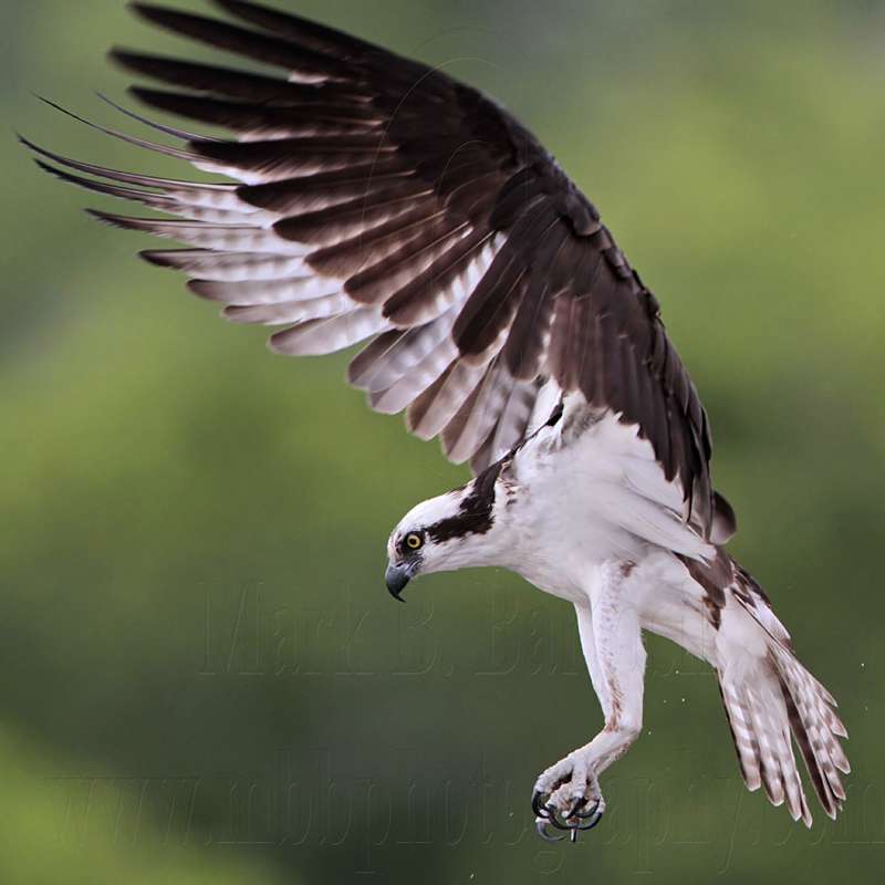 _MG_5935 Osprey.jpg