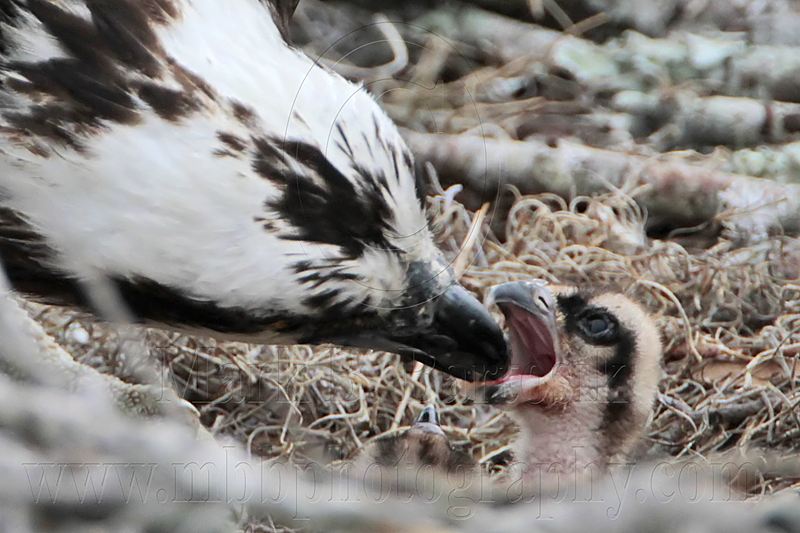 _MG_8876 Osprey.jpg