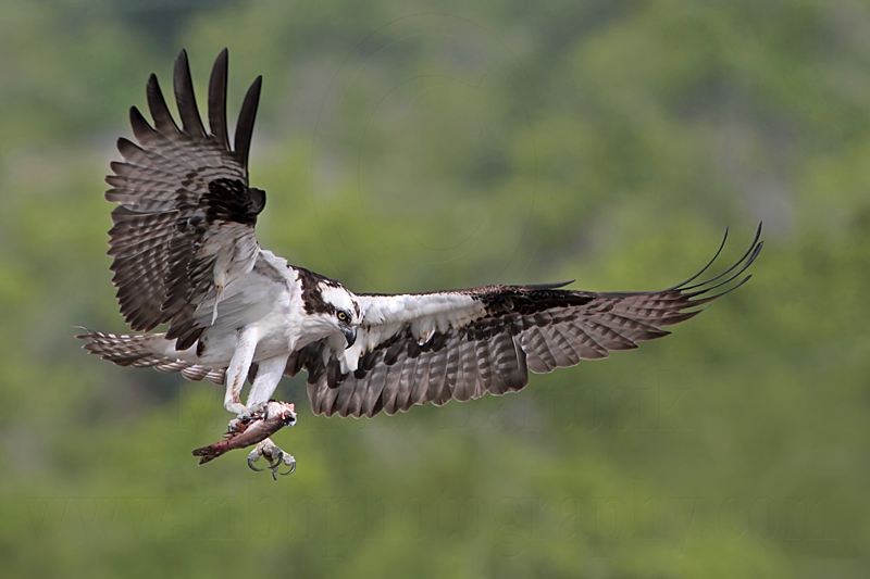 _MG_0160 Osprey.jpg