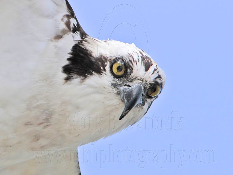 _MG_0836 Osprey.jpg