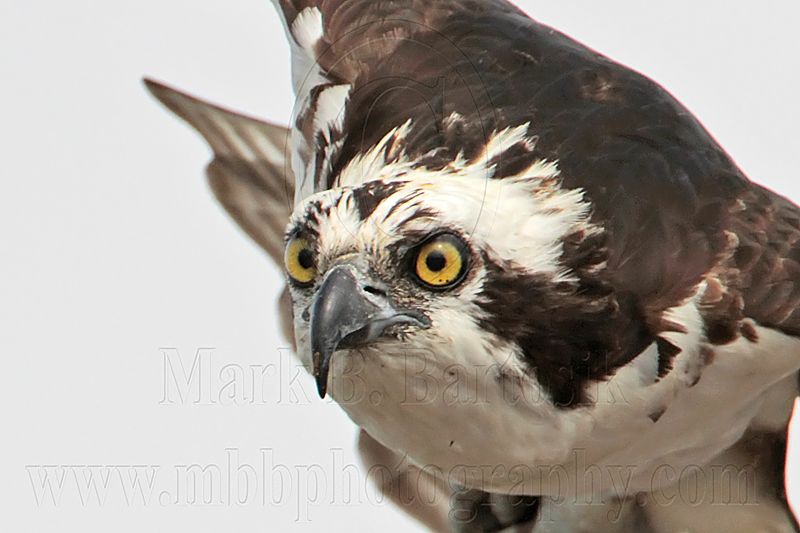 _MG_0972crop Osprey.jpg