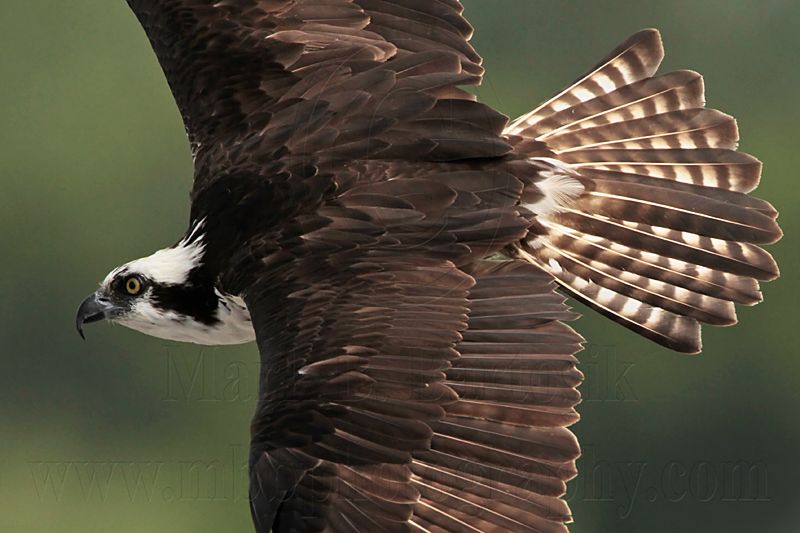 _MG_0994 Osprey.jpg