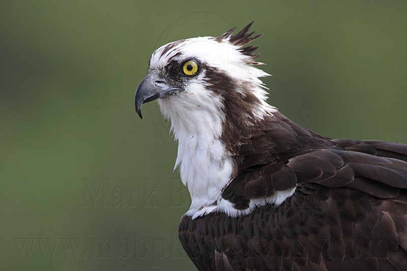 _MG_1019 Osprey.jpg