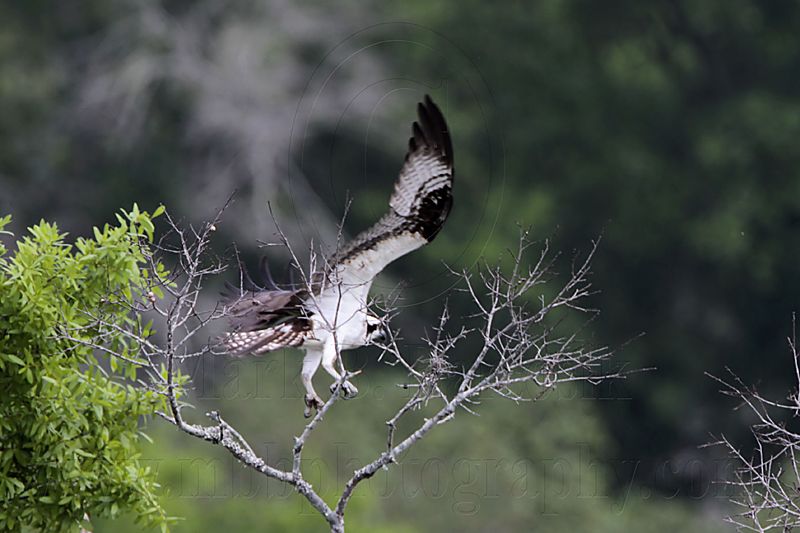_MG_1840 Osprey.jpg